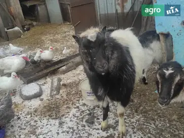 Молодий цап породи Ламанча на розплід — «ельфійські вушка» - фото