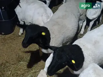 Племінні баранчики та ярочки породи Дорпер (чистокровні) - фото