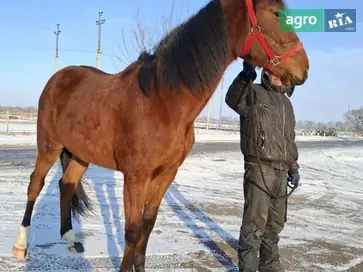 Французький рисистий жеребець 3 роки — заїжджений у качалку - фото