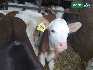 Телята Симентали та Шведи на відгодівлю — бички та телички від 5 голів - фото