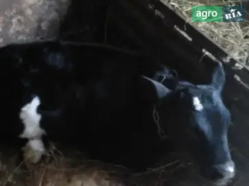 Породистий місячний бичок від штучного запліднення - фото