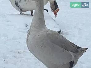 Свійська птиця з домашнього підвір'я (кури, гуси, качки) — Підкамінь