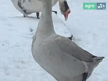 Домашняя птица с домашнего двора (куры, гуси, утки) — Подкамень - фото