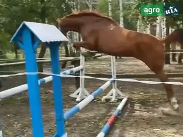 Перспективна кобила УВП 7 років — у спорт та розведення. - фото