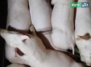 Поросята 18-20кг