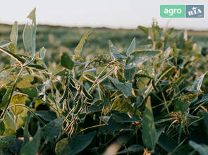 Соя без ГМО в біг-бегах