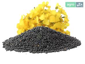 Pіпак нового врожаю для переробки на олію, шрот та інші види продукції