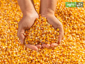 Кукурудза 220$ / 210€ (біг-бег) за тонну