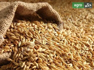 Зерно ячменю - фото