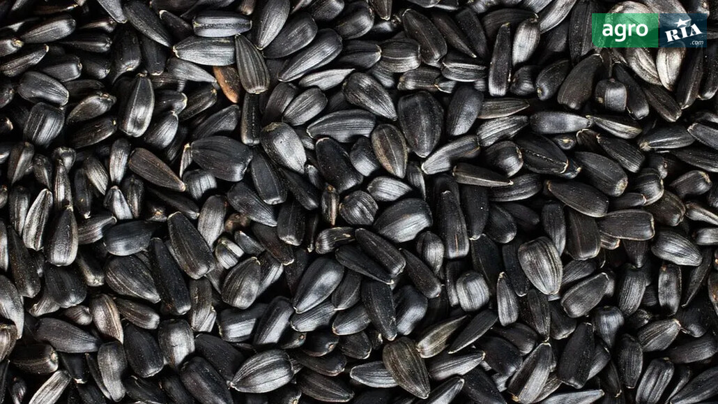 Соняшник    - фото 1