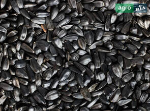 Насіння соняшника