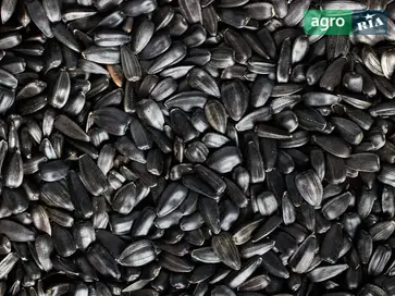 Насіння соняшника - фото