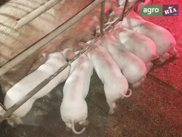 Домашні поросята м'ясо-сального напрямку - фото