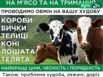 Закупівля ВРХ на ферму та на м'ясо - фото