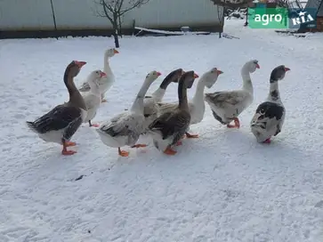  Гуси Холмогоры, племенное стадо (9 шт.) - фото
