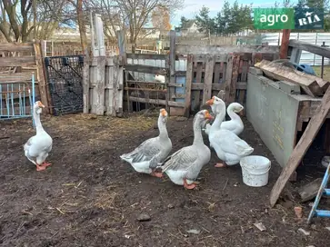  Продам или обменяю гусаков-великанов Холмогорской породы — чистокровные, прошлогодний выводок. - фото