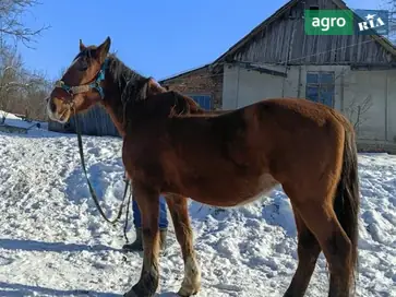 Продам коней та лошат — надійні помічники та молоді велетні для господарства - фото