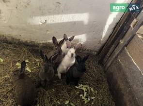 Продам молодих кролів (4 місяці) — здорові велетні для вашого господарства