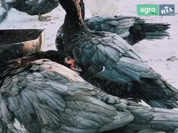 Інкубаційні яйця мускусної качки (важка лінія) — блакитні, шоколадні та чорні велетні - фото