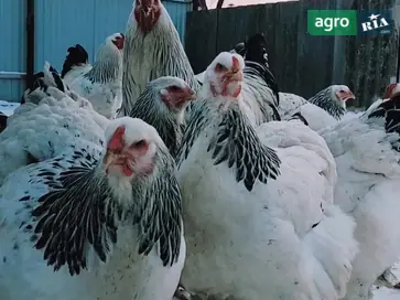  Инкубационное яйцо кур породы Брама светлая (Колумбия) - фото