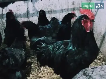 Інкубаційне яйце курей породи Джерсійський гігант - фото