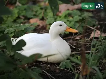  Продам взрослую белую индоутку — надежная хозяйка для вашего двора - фото