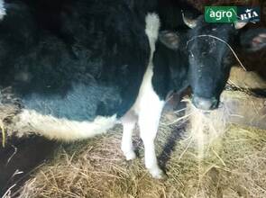 Телиця тільна (8 місяців) -— майбутня високоудійна корова