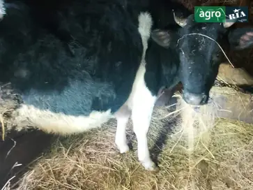 Телиця тільна (8 місяців) -— майбутня високоудійна корова - фото