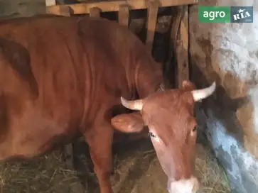 Тільна теличка - фото