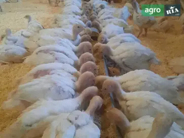  Индейки-великаны Big-6: суточные и месячные — старт продажи с апреля 2026! - фото