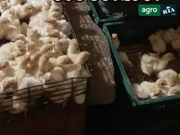  Индейки, Индейчата Big-6 (суточные и месячные) - фото