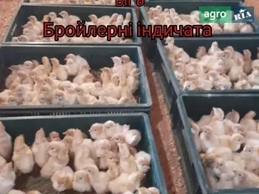  Индейки, Индейчата Биг-6 - фото