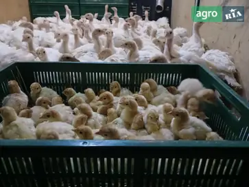  Подросшие индейки-великаны Big-6 (1 месяц) — вес более 1 кг! Дубно и Тернополь - фото