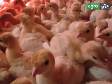  Индейки-великаны Big-6: открыта бронь на суточных индюков + ветаптечка в подарок! - фото