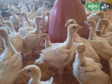  Индейки-великаны Big-6: суточные и подращенные (2 месяца, вес 4–6 кг) - фото