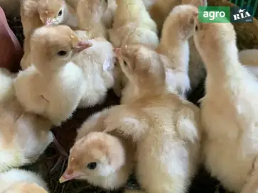  Индейки, индейчата Биг6 - фото