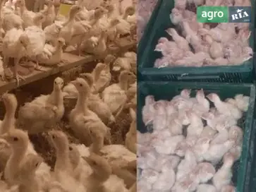  Индейки, Индейчата Биг-6 - фото