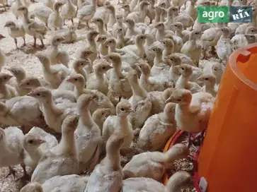  Индейки, 1 месяц, Биг-6 - фото