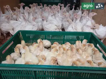  Индейки, индейчата, Биг-6 - фото