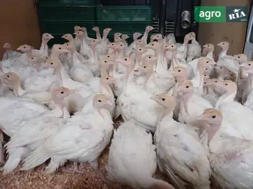  Индейки, Подрощенные индейки Big-6 (возраст 1 месяц) - фото