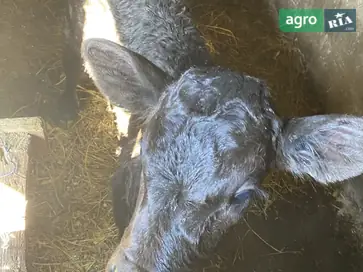Теличка, спокійна. - фото