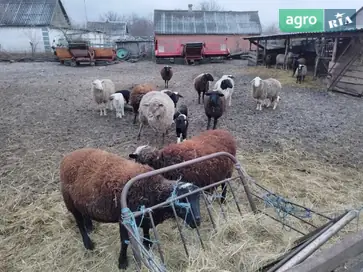 Вівці та барани (Суміш Дорпер + Меринос) — М’ясна порода - фото