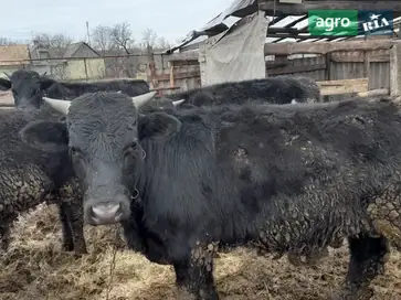 Відгодовані бички (5 голів) - фото