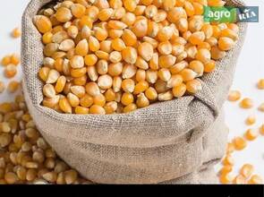 Кукурудза нового врожаю (вологість 19%)