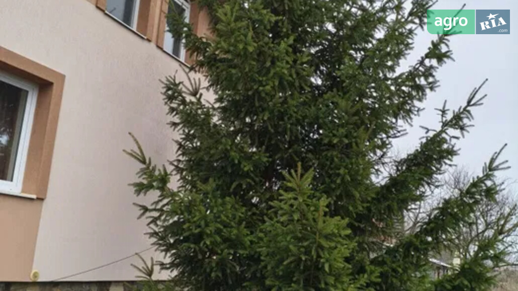 Ялинка    - фото 1