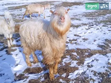 Молодий цап Ламанча (безрогий) - фото