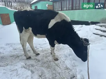 Тільна телиця молочної породи - фото