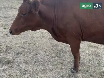  Корови, молоді розтелені корови - фото