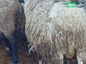 Вівці породи Романівська - фото