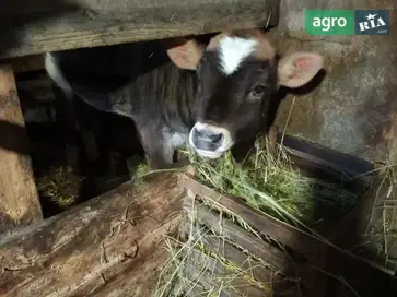Теличка Джерсійської породи (4 місяці) - фото